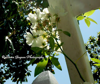 White Lady Banks Rose