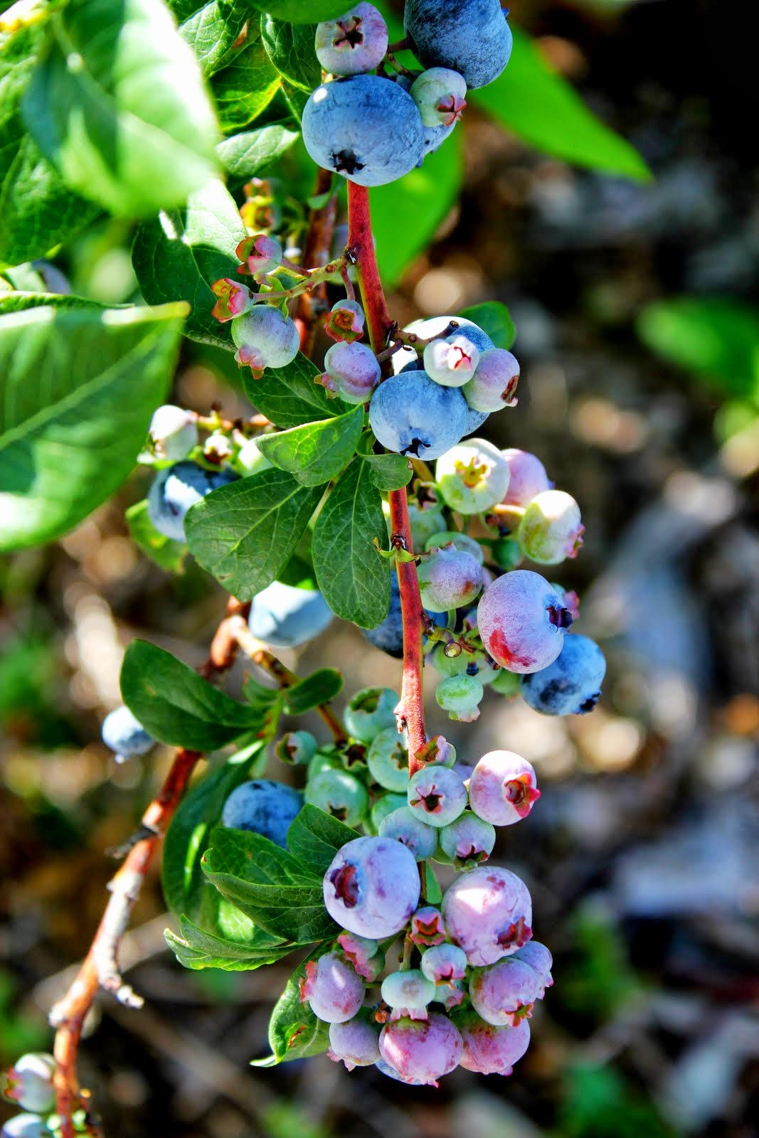 Here and There Blueberries in the Sun