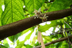 Cacao flowering