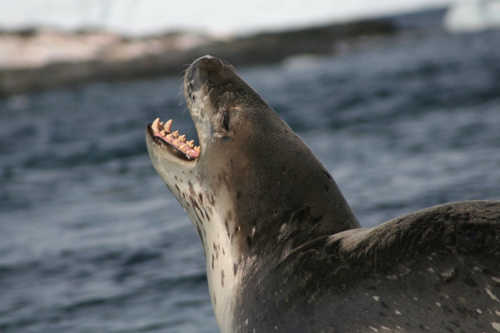 Leopard Seal | The Life of Animals