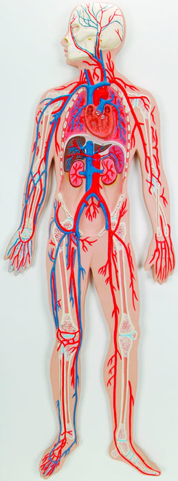 Circulatory System For Kids