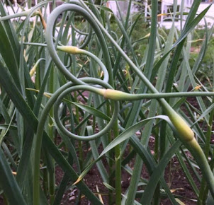 Garlic scapes in early July