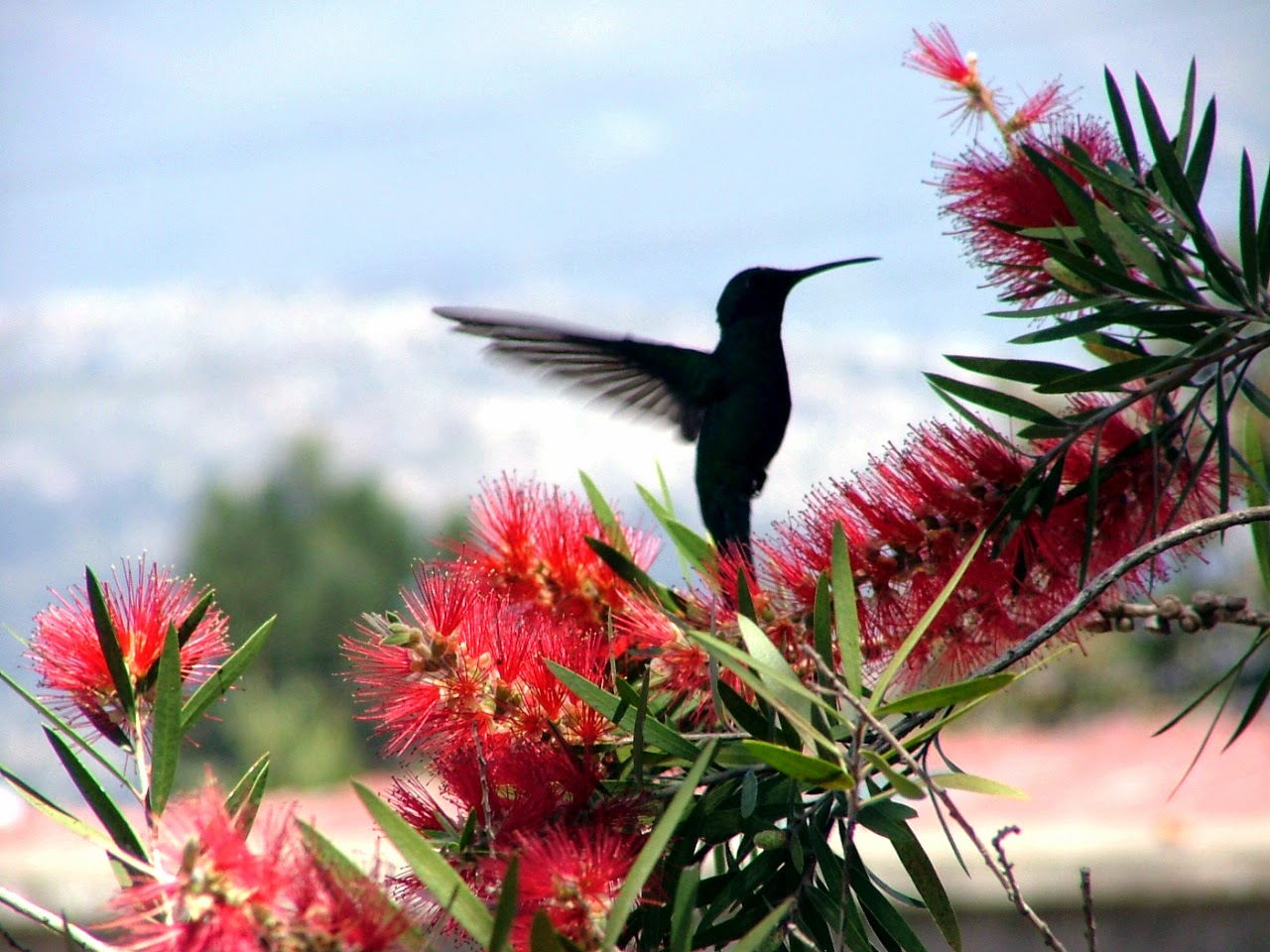 Tips for Successful Bird Watching Tips for Successful Bird Watching