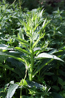 Consoude officinale (symphytum officinale), pour manger, ou pour soigner.