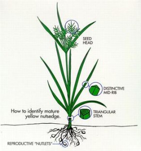 nutsedge