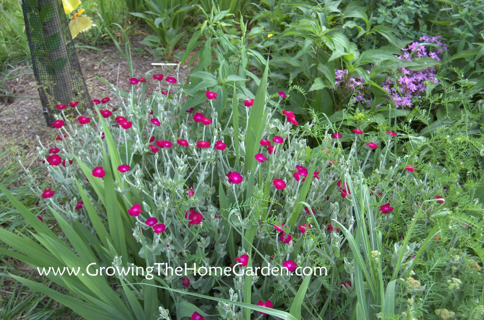 A Few Blooming May Flowers! Growing The Home Garden