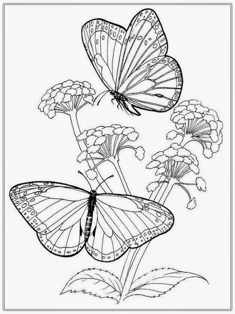 Adult Colouring In Butterfly | David Simchi-Levi