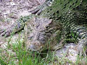 dangerous animals crocodile florida gatorland animal most cuban encyclopedia bahamas wild colony strongly exhibited behavior suspected species hunting pack also