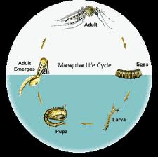 Mosquito Species In Rhode Island Mosquito Species In Rhode Island