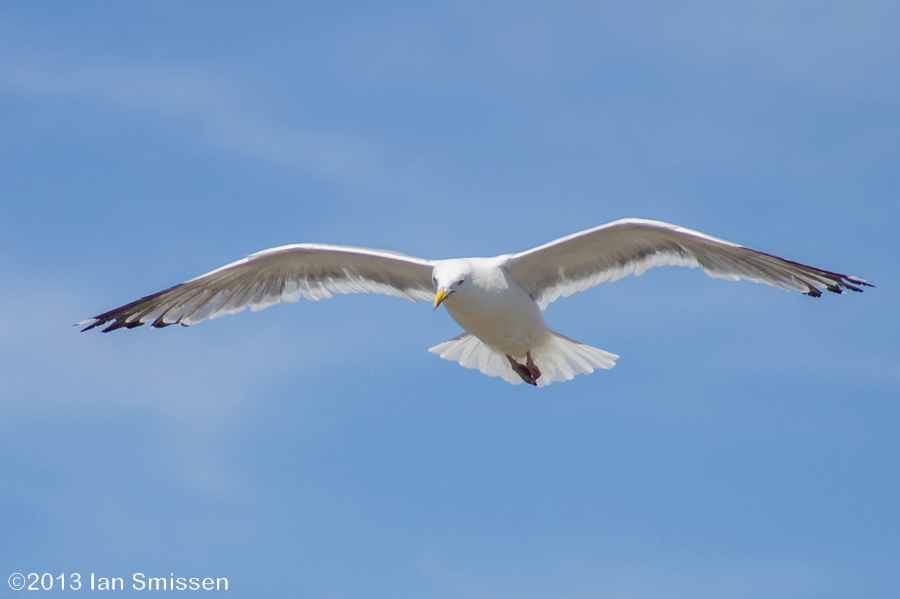 A passion for birds... Herring Gulls at Nubble Light