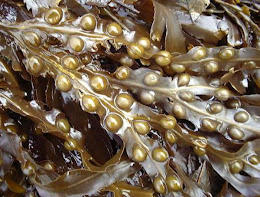 Alga o Fuco (Fucus vesiculosus L.):