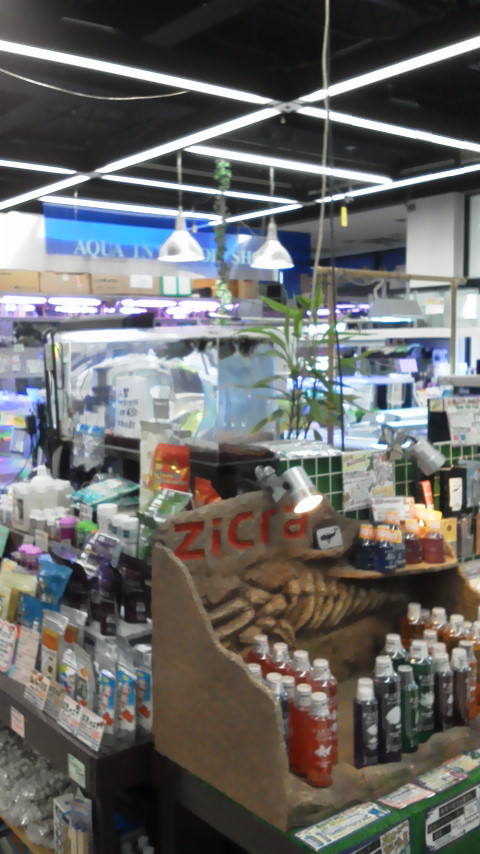 メインライフ インフォメーション 地域情報 かわいい魚が大集合 アクアショップ スプラッシュ宮前平店