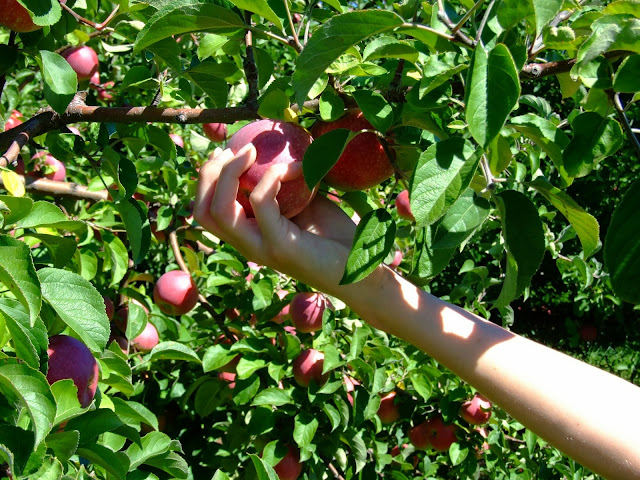 apple picking........bittersweet