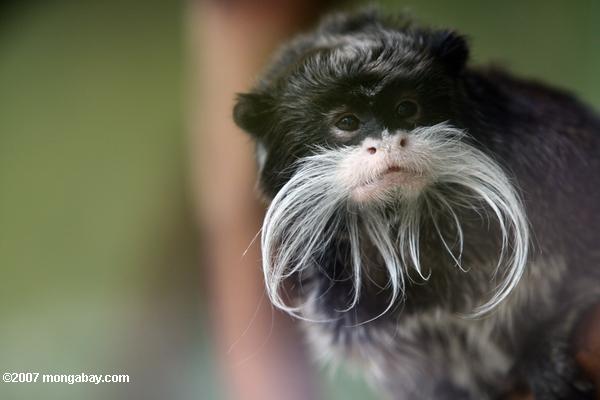 Baby Emperor Tamarin