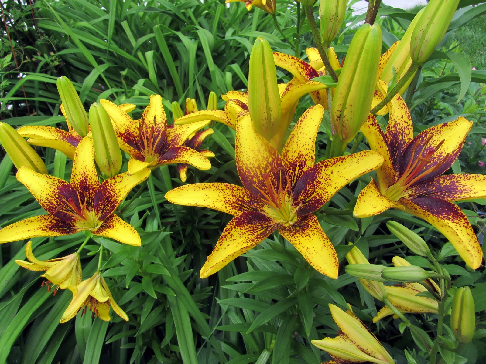 Gatsbys Gardens Lovely Lilies