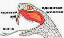 Пытливые УМЫ. Почему у змеи раздвоеный язык?