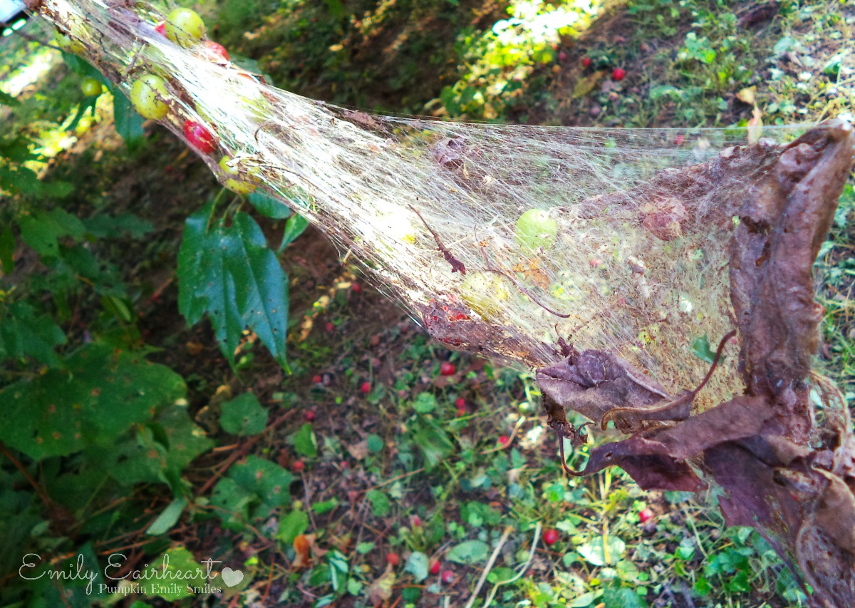 Cherries and a tree branch wrapped in a spider web.