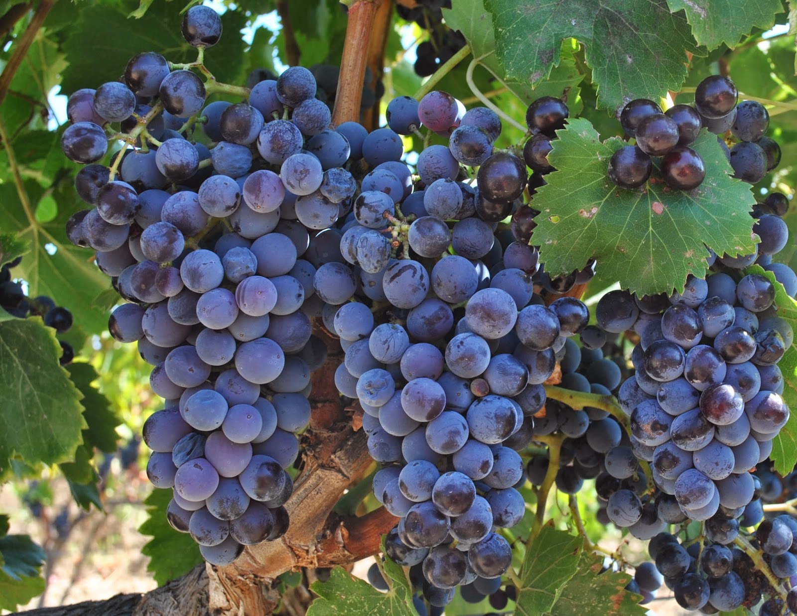 Il vitigno Cannonau sardo 2022