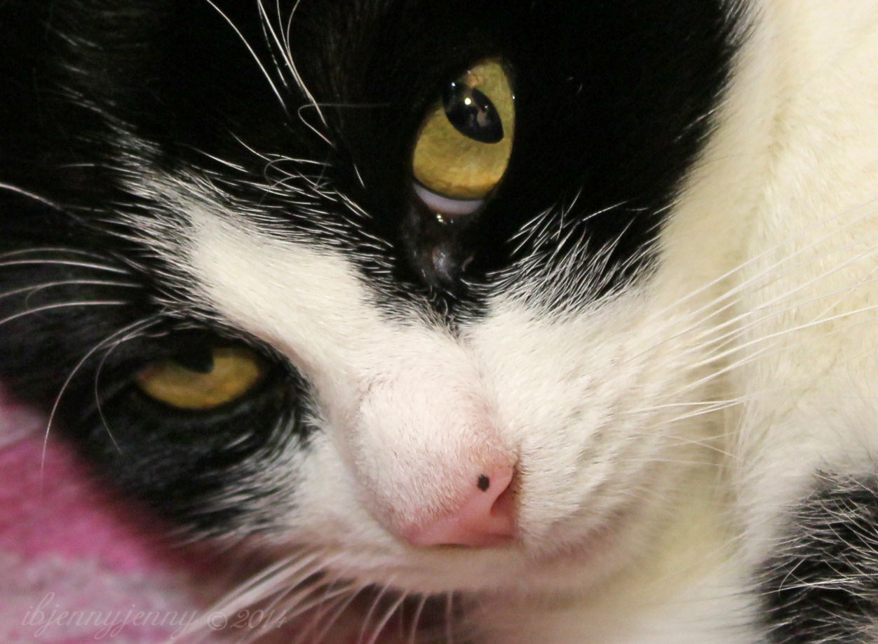 Mitsi S Friendship A Mama Cat Rescue Mikey S House