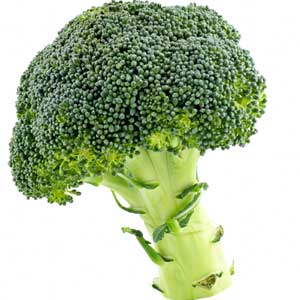 Sprout Dog Food Calories Sprout Dog Food Calories