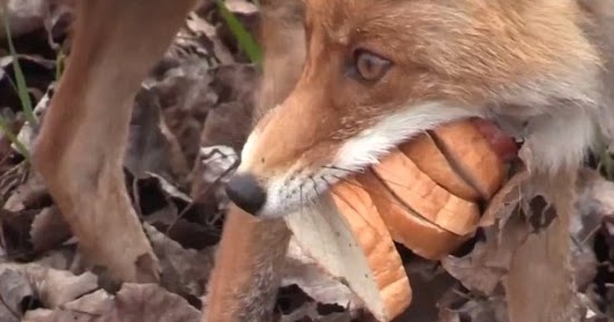 birth defect dating site birth defect dating site