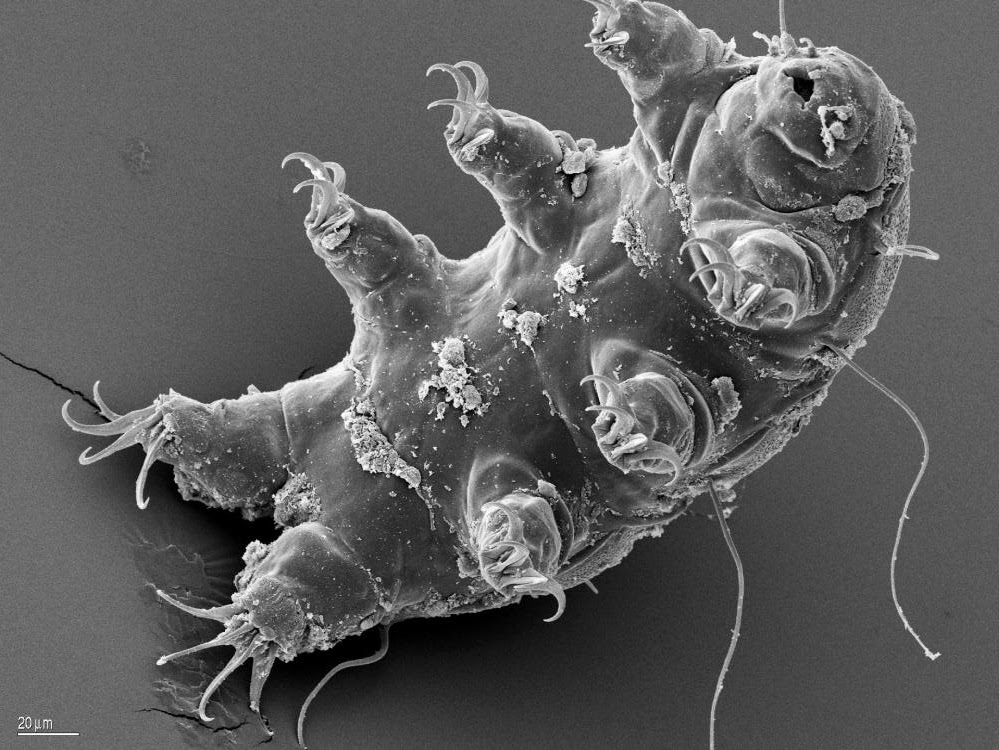  "" tardigrade-water-bea