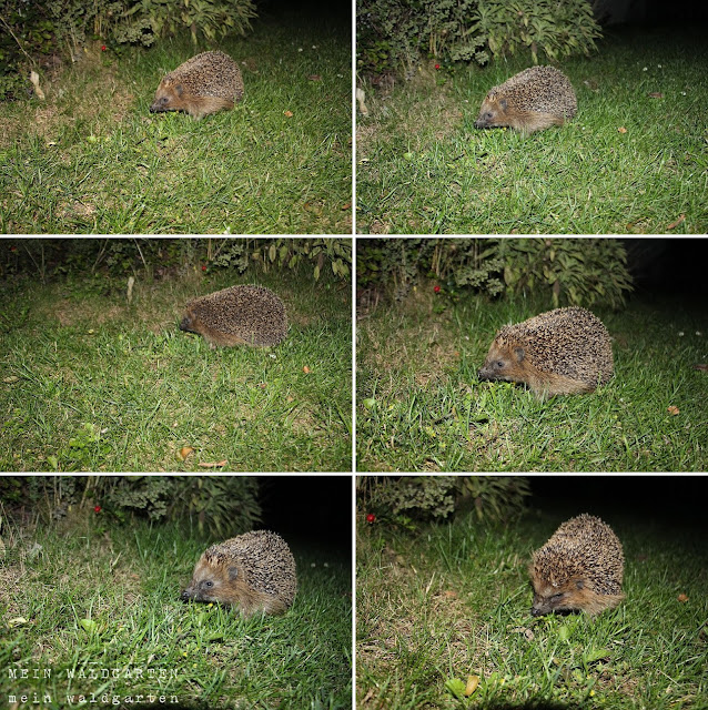 Mein Waldgarten Ein stacheliger nächtlicher Besucher