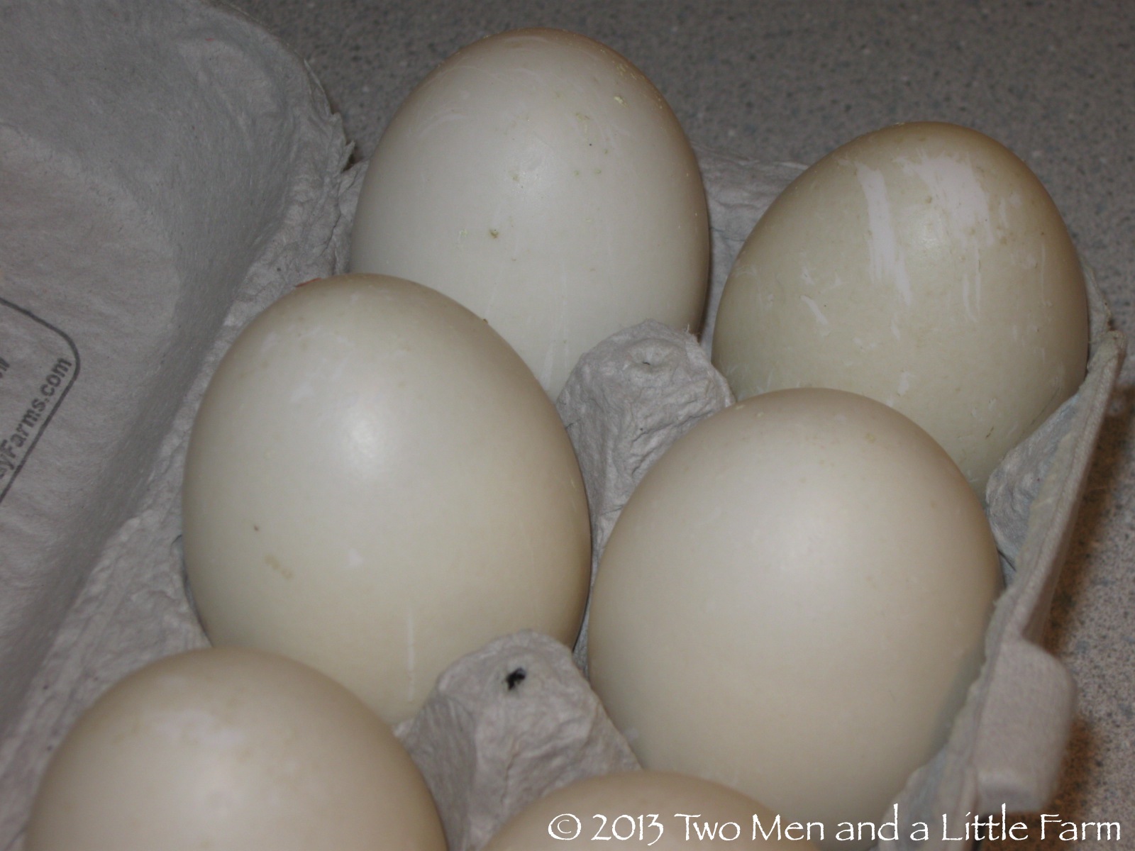 Two Men and a Little Farm A DOZEN DUCK EGGS