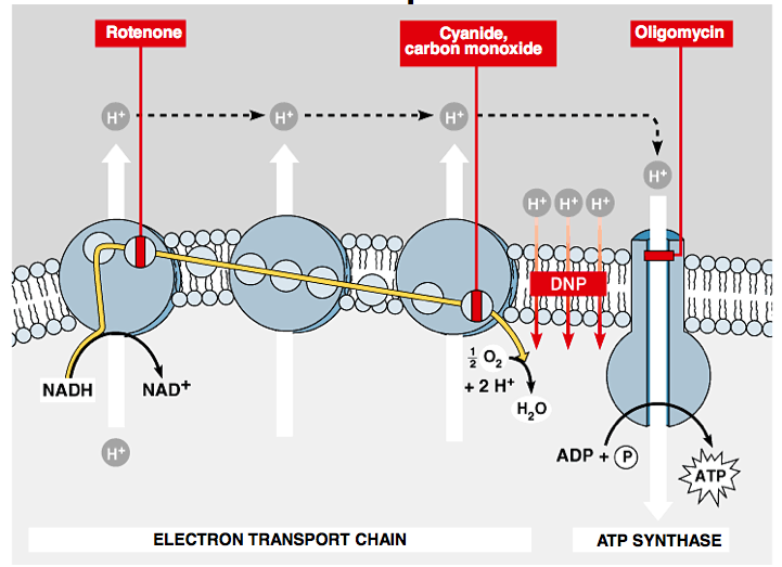 Adult Emergency Medicine Cyanide
