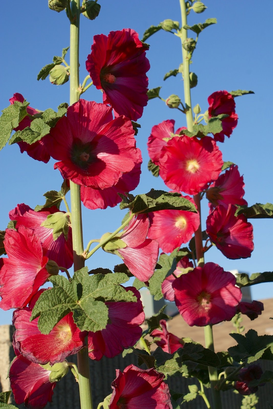Reminisce... Hollyhocks in Phoenix