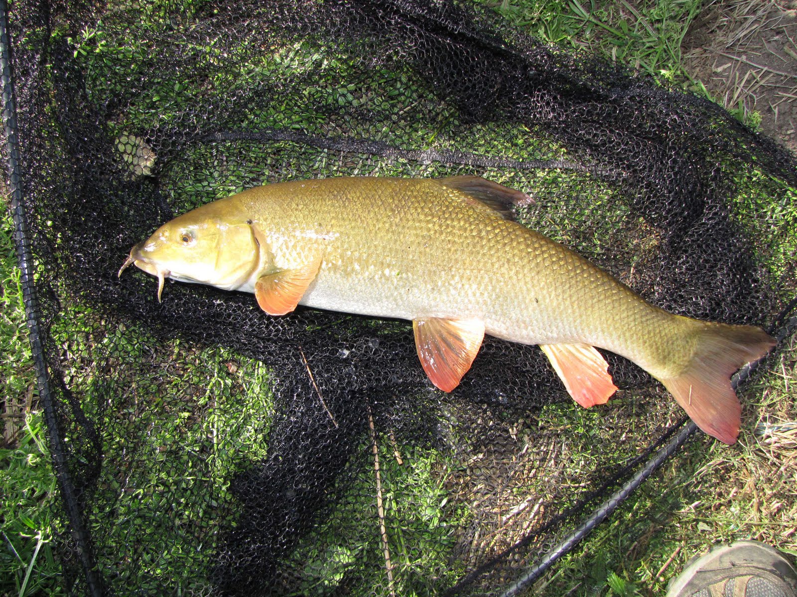 Barbel - Fishes World - HD Images & Free Photos