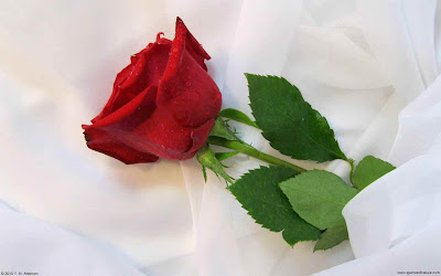 Beautiful Red Rose Flower Wallpapers 1