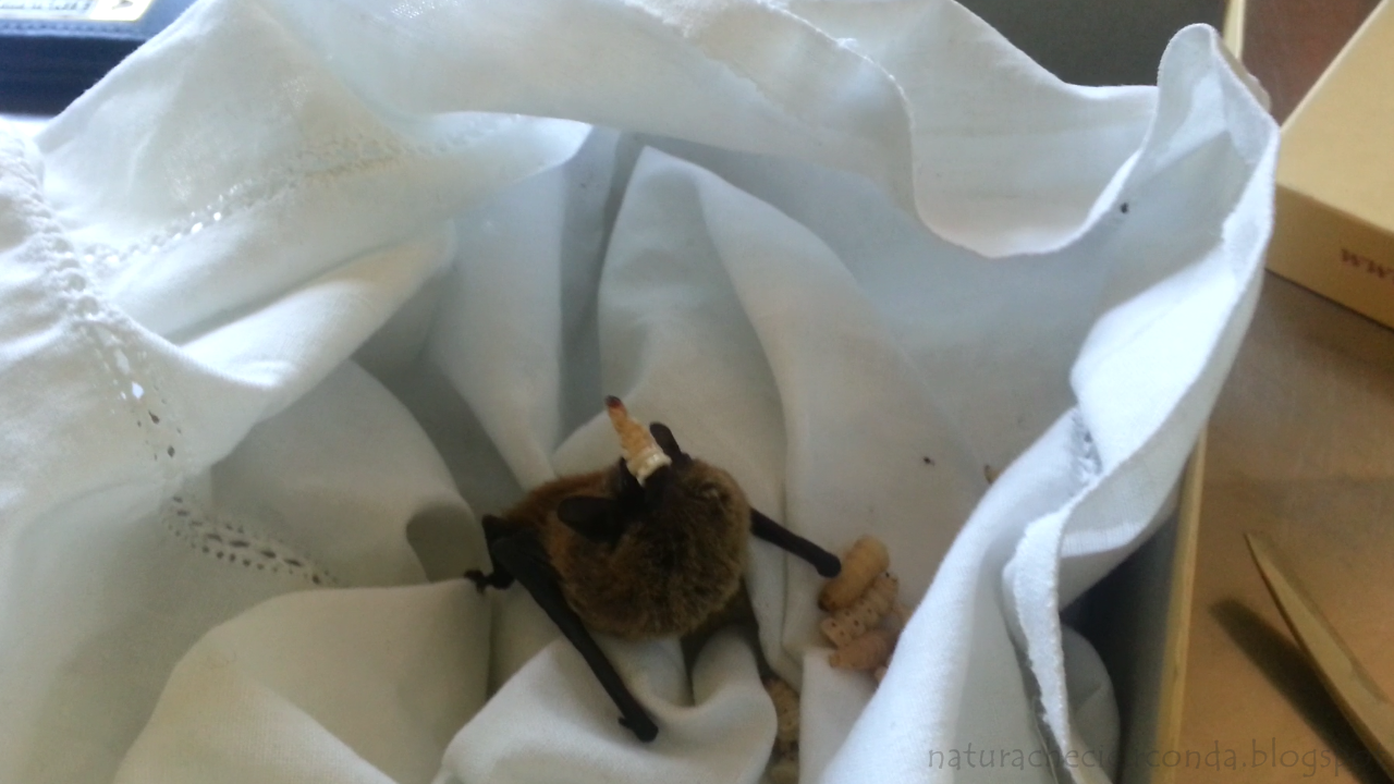 pipistrello+mangia2.png