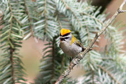 Singing Firecrest