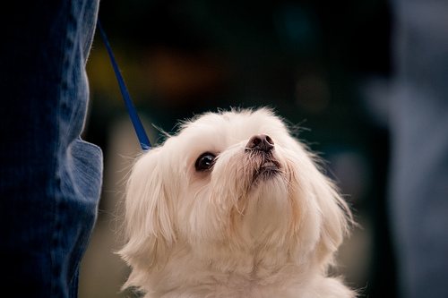 shih tzu urinary tract infection all things shih tzu urinary tract infection all things