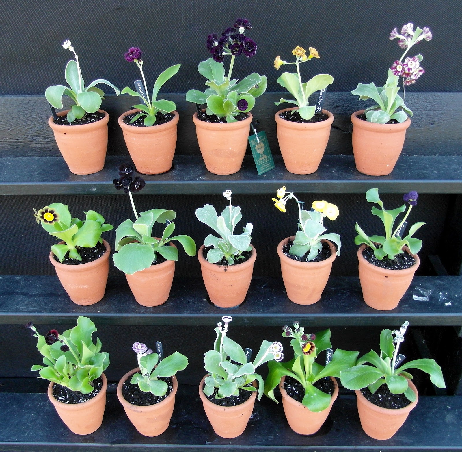 Ray's Auriculas & Iris's Irises Swedish BIRGITTA sits comfortably in