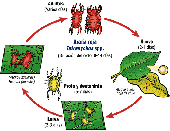 vida araña roja