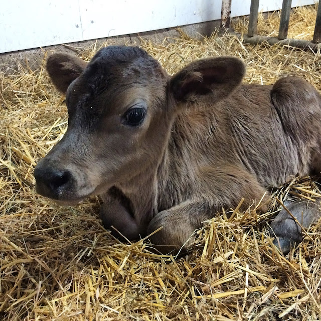 Dairy Good Life Baby Calf Names of 2015