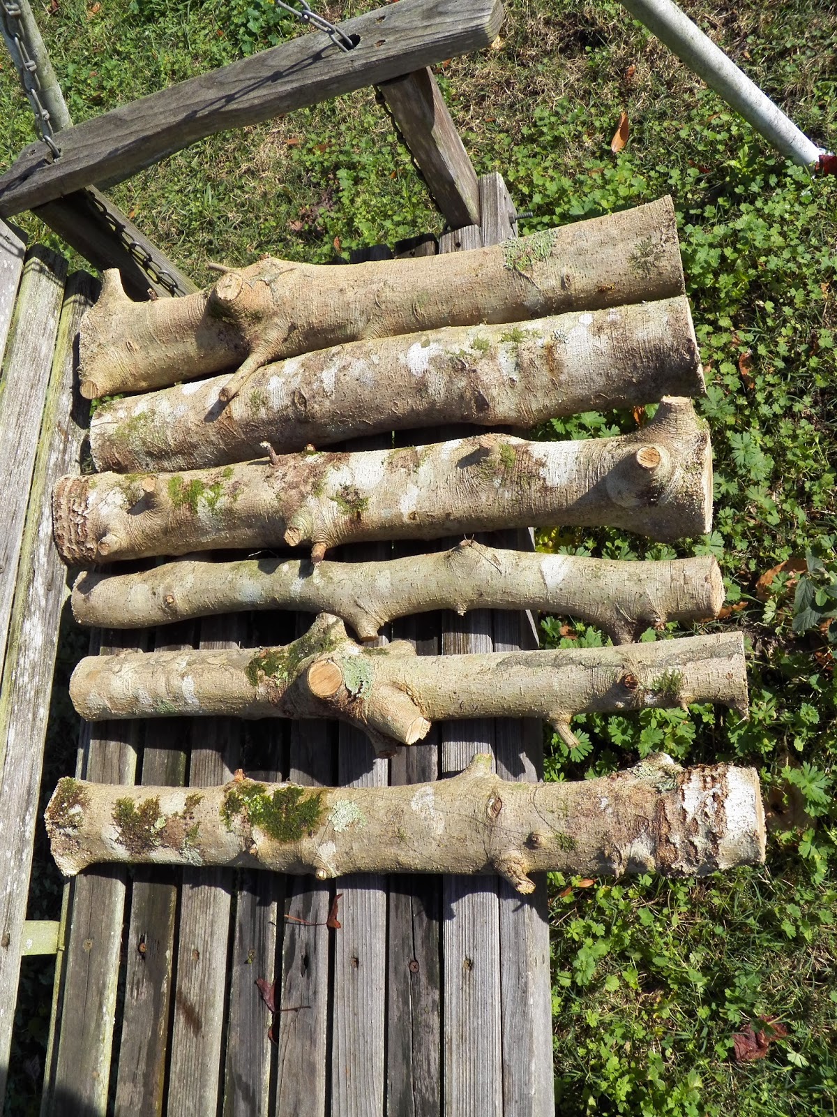 Ron's Primitive Skills Green Carving WoodYaupon