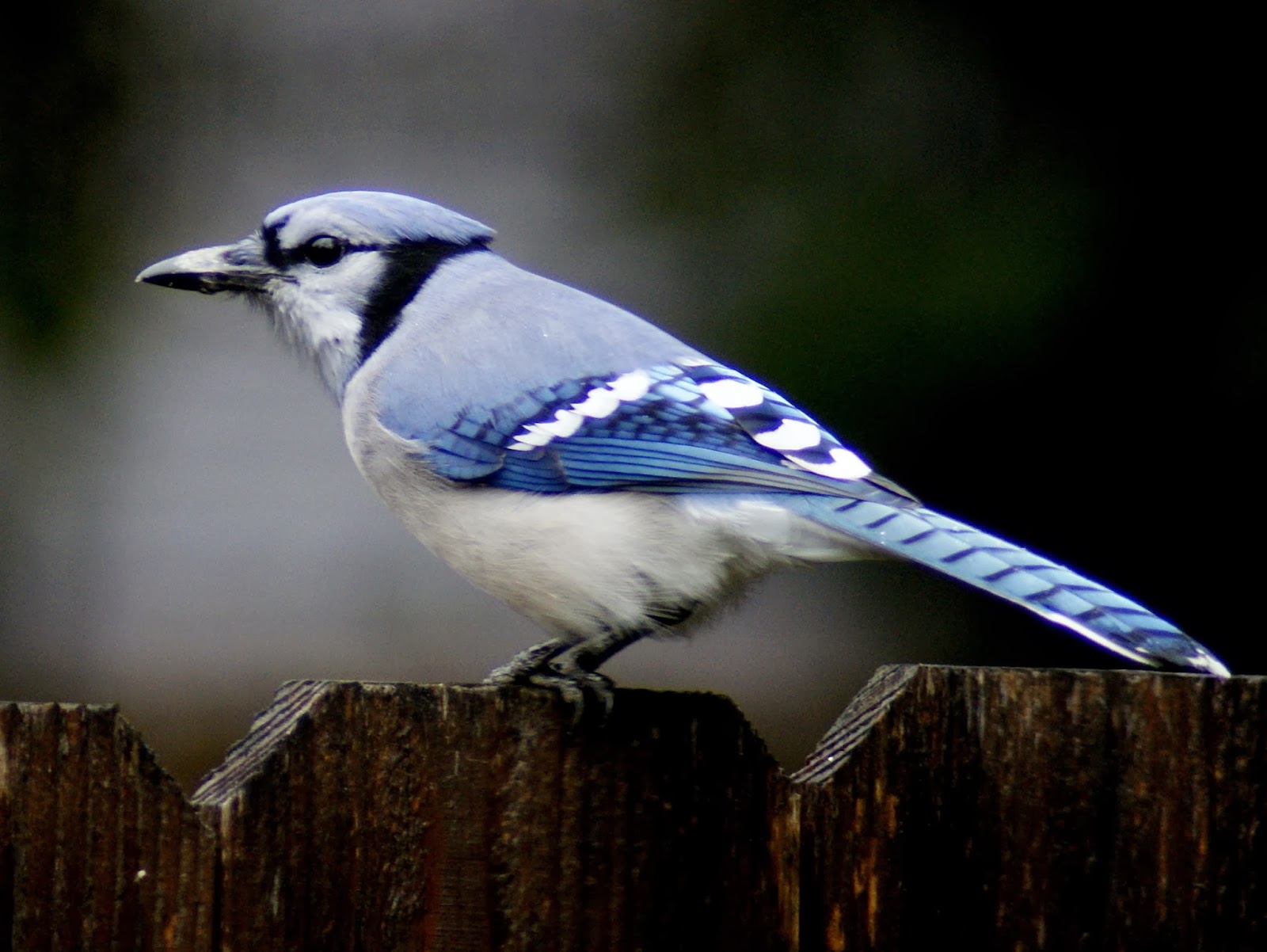 SE Texas Birding & Wildlife Watching A New Yardbird