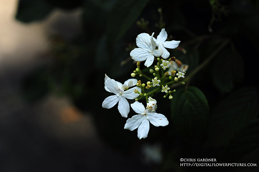 Wild Flowers List Hedge Bedstraw Galium Mollugo