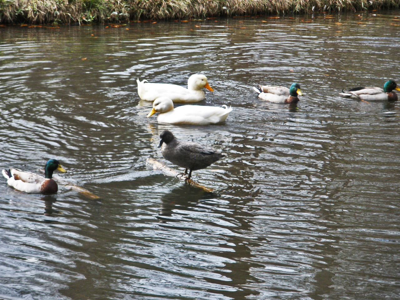 ducks-in-koi-pond-4