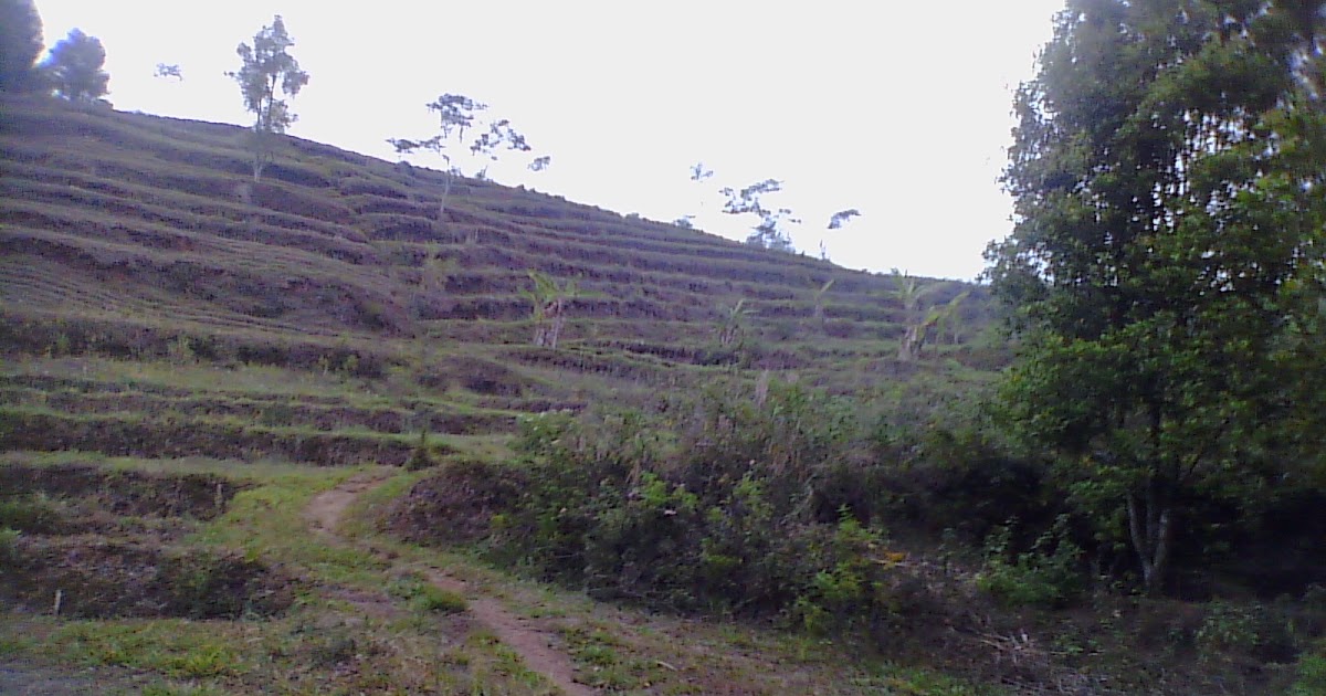 JUAL Kebun cengkeh Super Murah di Sukorejo Kendal Jateng