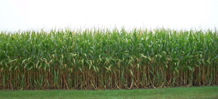 A cornfield in Illinois