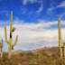 USA Parki wzdłuż granicy z Meksykiem - Pustynia Sonora