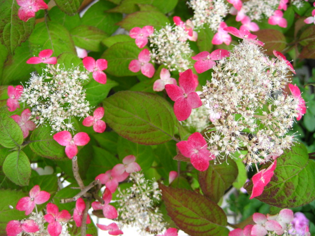 Confeito日記 ヤマアジサイ 紅 クレナイ 山紫陽花の園芸品種 ユキノシタ科アジサイ属の落葉低木 Red Hydrangea Serrata Kurenai
