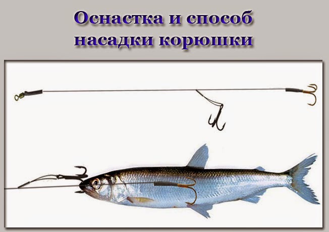 ловля корюшки с лодки ловля корюшки с лодки