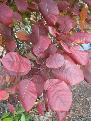 Purple Blooms For The Fall Garden Ramblings From A Desert Garden