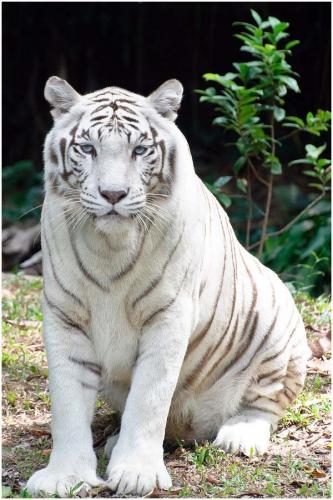 Amazing White Tiger Wallpaper ~ Wallpaper & Pictures