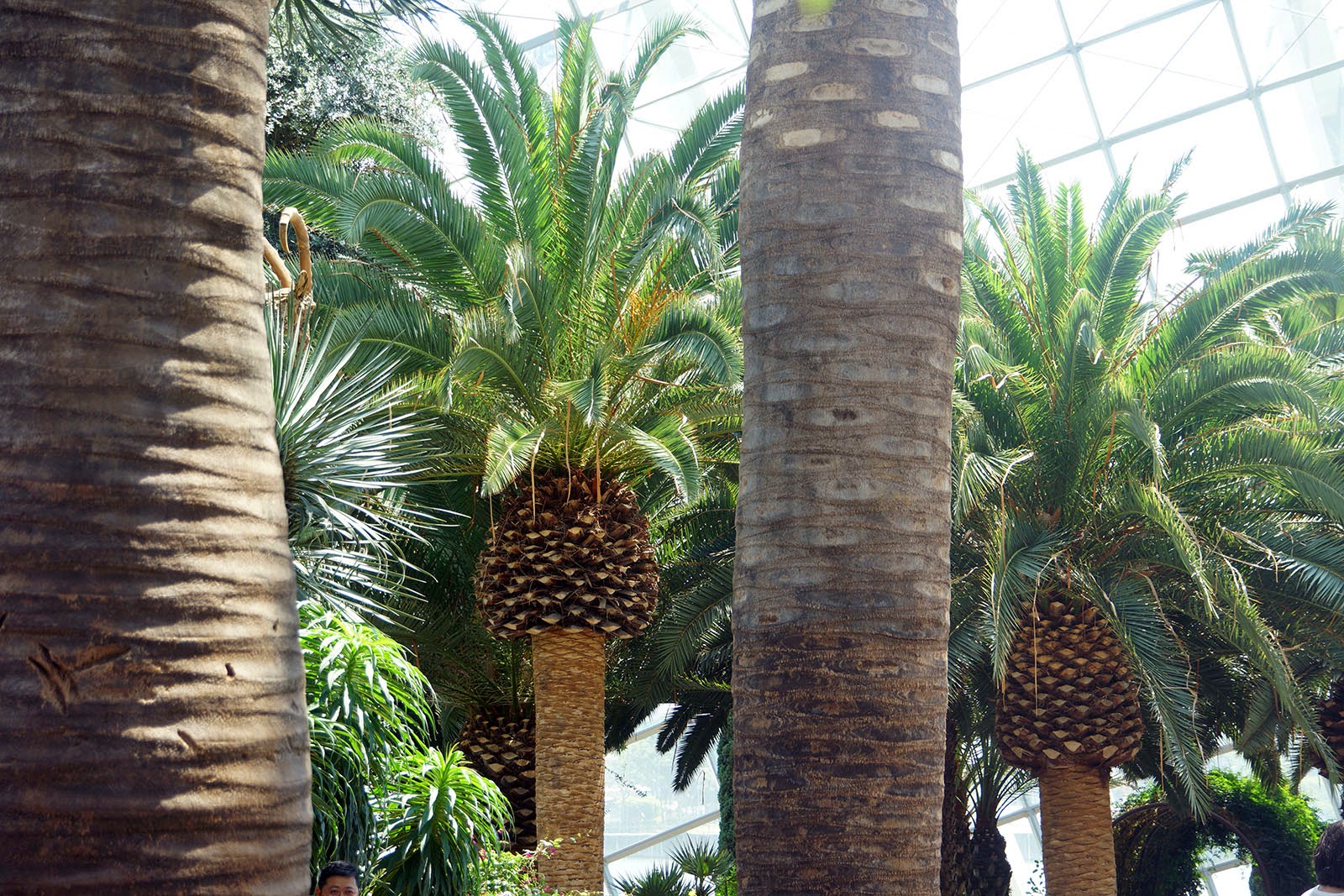 Travel with Angela Lansbury Photos of Gardens by the Bay, Singapore
